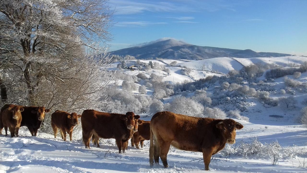 Agriturismo La Guinza Arcidosso Exteriér fotografie